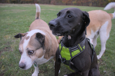 20251031_Cats and then dog park__DSC0086_.jpg