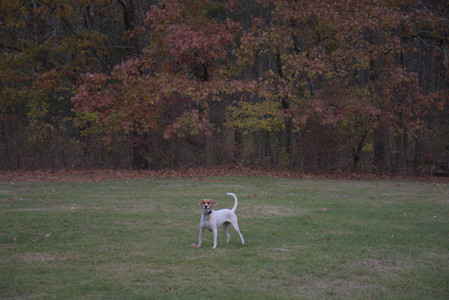 20251031_Cats and then dog park__DSC0087_.jpg