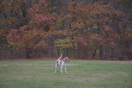20251031_Cats and then dog park__DSC0089_.jpg
