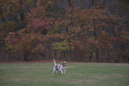 20251031_Cats and then dog park__DSC0090_.jpg