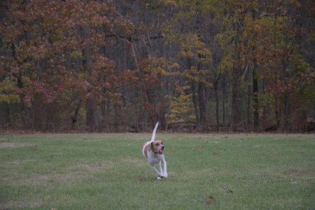 20251031_Cats and then dog park__DSC0091_.jpg