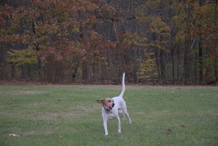20251031_Cats and then dog park__DSC0092_.jpg