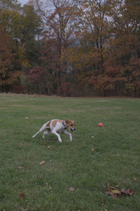 20251031_Cats and then dog park__DSC0098_.jpg
