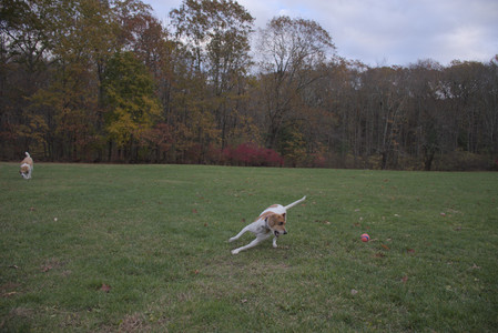 20251031_Cats and then dog park__DSC0099_.jpg
