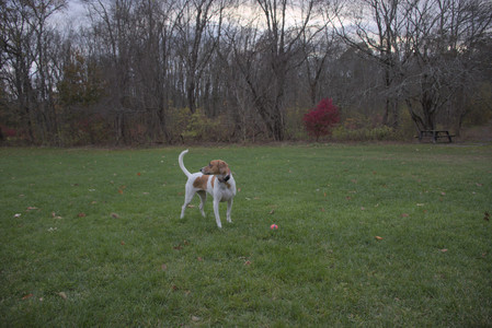 20251031_Cats and then dog park__DSC0100_.jpg