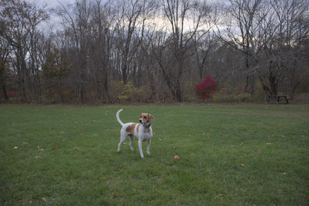 20251031_Cats and then dog park__DSC0101_.jpg