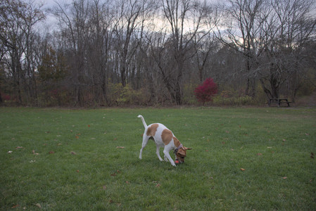 20251031_Cats and then dog park__DSC0102_.jpg