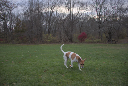 20251031_Cats and then dog park__DSC0103_.jpg