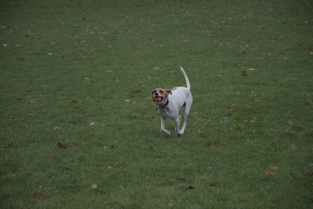 20251031_Cats and then dog park__DSC0104_.jpg