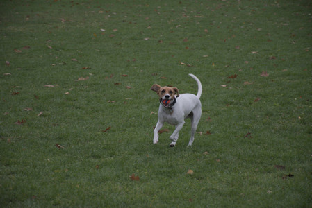 20251031_Cats and then dog park__DSC0105_.jpg