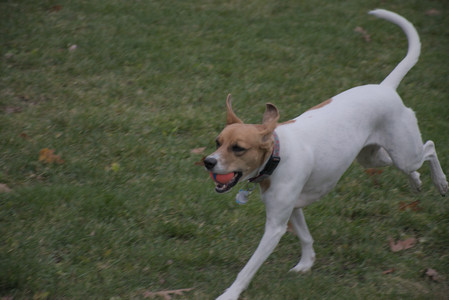 20251031_Cats and then dog park__DSC0106_.jpg