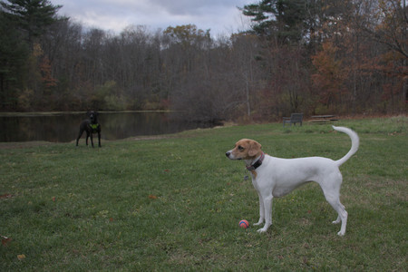 20251031_Cats and then dog park__DSC0108_.jpg