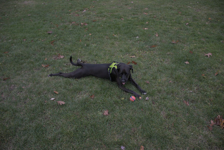 20251031_Cats and then dog park__DSC0110_.jpg