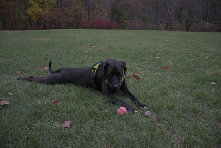 20251031_Cats and then dog park__DSC0111_.jpg