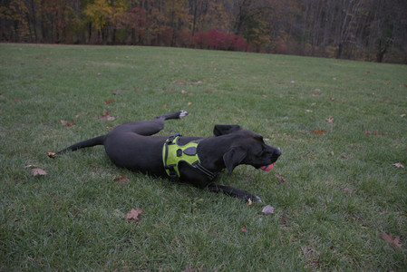 20251031_Cats and then dog park__DSC0112_.jpg