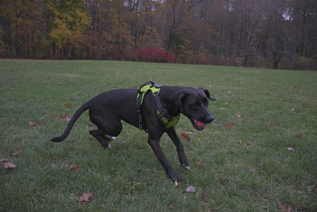 20251031_Cats and then dog park__DSC0113_.jpg