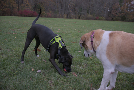 20251031_Cats and then dog park__DSC0114_.jpg