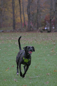 20251031_Cats and then dog park__DSC0116_.jpg