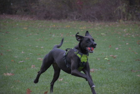 20251031_Cats and then dog park__DSC0117_.jpg