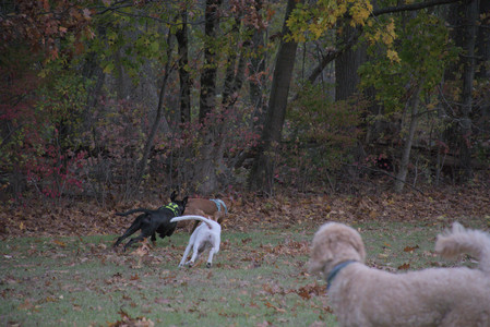 20251031_Cats and then dog park__DSC0119_.jpg
