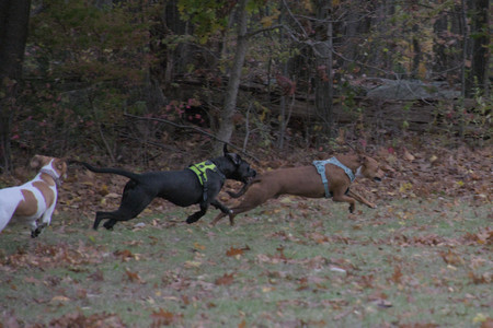 20251031_Cats and then dog park__DSC0120_.jpg