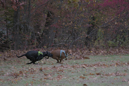 20251031_Cats and then dog park__DSC0121_.jpg