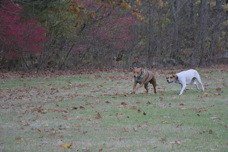 20251031_Cats and then dog park__DSC0124_.jpg