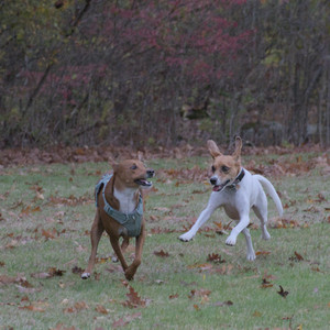 20251031_Cats and then dog park__DSC0125_.jpg