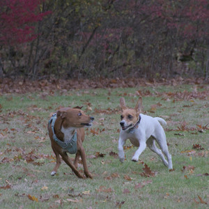 20251031_Cats and then dog park__DSC0126_.jpg