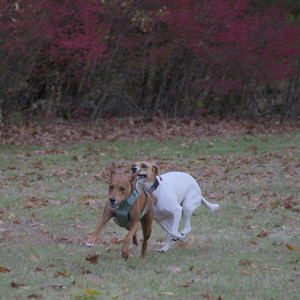20251031_Cats and then dog park__DSC0127_.jpg