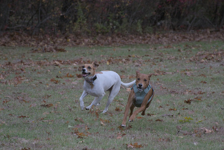 20251031_Cats and then dog park__DSC0128_.jpg