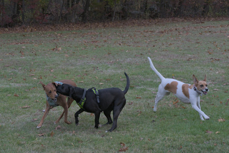 20251031_Cats and then dog park__DSC0129_.jpg