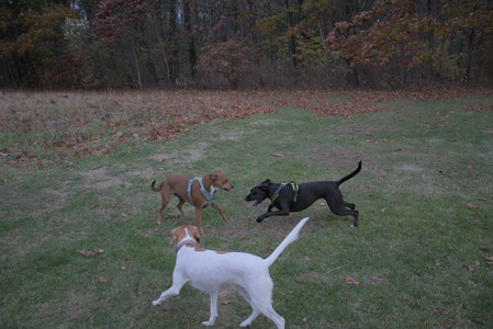20251031_Cats and then dog park__DSC0130_.jpg