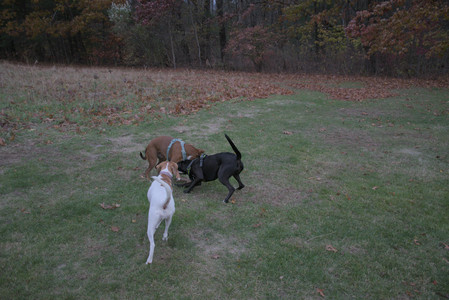 20251031_Cats and then dog park__DSC0131_.jpg