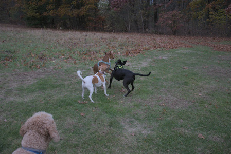 20251031_Cats and then dog park__DSC0132_.jpg
