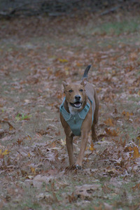 20251031_Cats and then dog park__DSC0138_.jpg