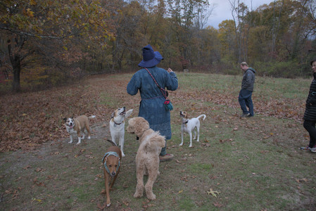 20251031_Cats and then dog park__DSC0141_.jpg