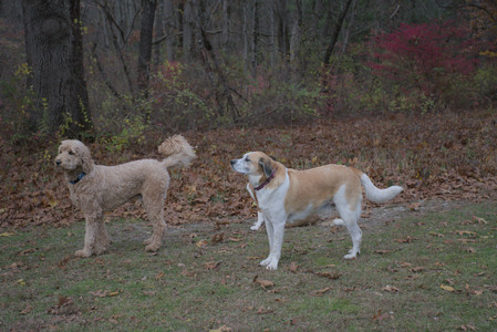 20251031_Cats and then dog park__DSC0142_.jpg