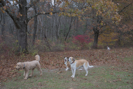 20251031_Cats and then dog park__DSC0143_.jpg