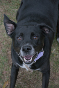 20251031_Cats and then dog park__DSC0157_.jpg