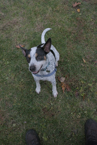 20251031_Cats and then dog park__DSC0161_.jpg