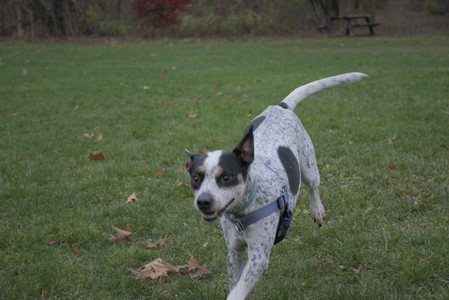 20251031_Cats and then dog park__DSC0162_.jpg