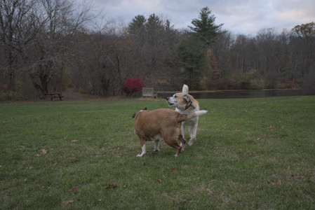 20251031_Cats and then dog park__DSC0163_.jpg