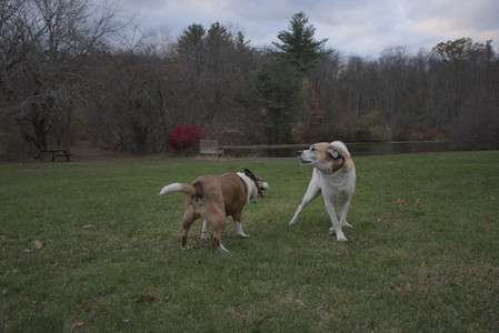 20251031_Cats and then dog park__DSC0164_.jpg