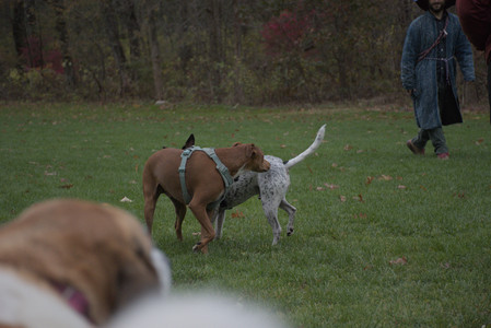 20251031_Cats and then dog park__DSC0166_.jpg