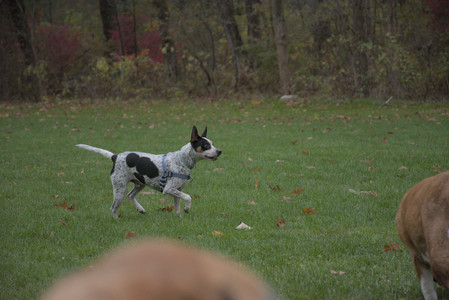 20251031_Cats and then dog park__DSC0167_.jpg
