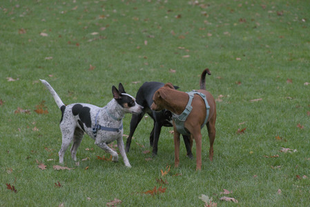 20251031_Cats and then dog park__DSC0180_.jpg