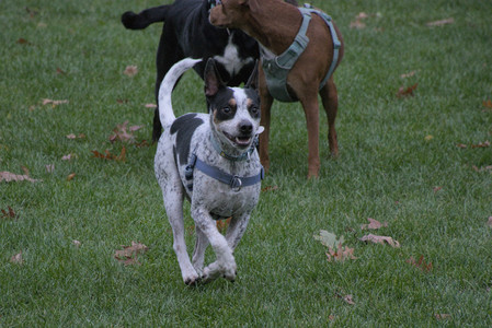 20251031_Cats and then dog park__DSC0181_.jpg