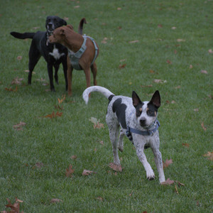 20251031_Cats and then dog park__DSC0182_.jpg