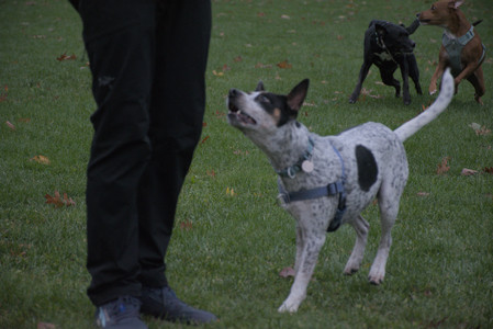 20251031_Cats and then dog park__DSC0183_.jpg